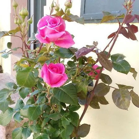 Quinta Do Outeiro * Vila Nova de Poiares