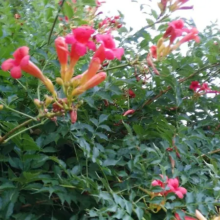 ベッド・アンド・ブレックファスト Quinta Do Outeiro ヴィーラ・ノーヴァ・デ・ポイアレス