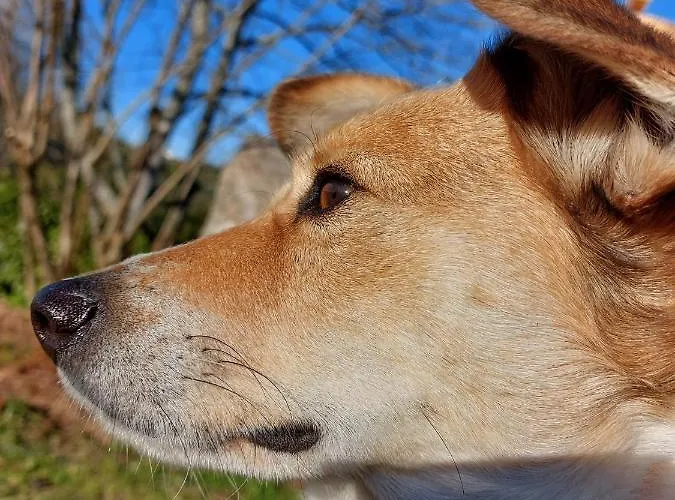 Quinta Do Outeiro Bed & Breakfast Vila Nova de Poiares