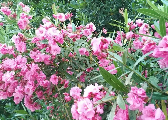 Bed & Breakfast Quinta Do Outeiro *