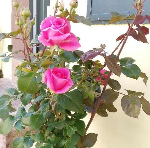 Quinta Do Outeiro * Vila Nova de Poiares