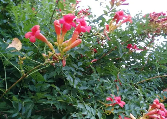 Bed & Breakfast Quinta Do Outeiro Vila Nova de Poiares